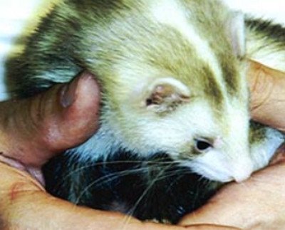 Blazing skin Ferret with white stripe on head picture