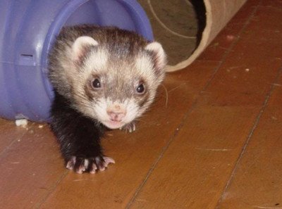 Panda coat Ferret image